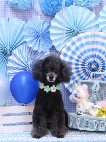 20231108ラムくん